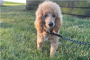 Grayson - Poodle, Miniature for sale