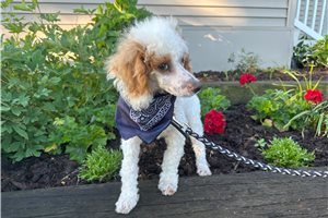 Bluie - Poodle, Miniature for sale