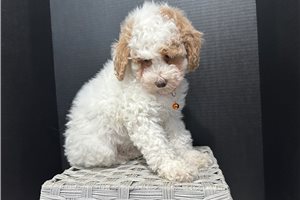 Logan - Miniature Poodle for sale