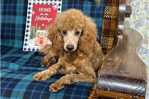 Murphy - Poodle, Miniature for sale