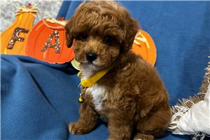 Fiona - Miniature Poodle for sale