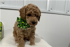 Grayson - Miniature Poodle for sale