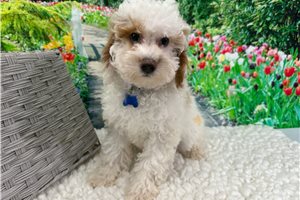 Bluie - Poodle, Miniature for sale