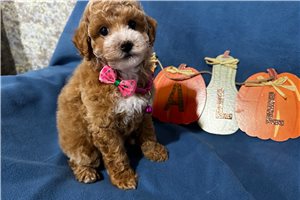 Aleah - Miniature Poodle for sale
