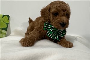 Link - puppy for sale