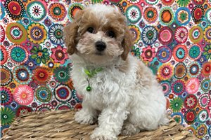 Lita - Poodle, Miniature for sale