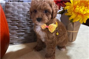 Fiona - puppy for sale