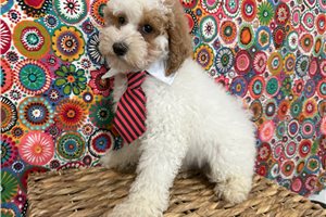 Logan - Poodle, Miniature for sale