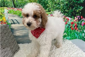 Logan - Poodle, Miniature for sale