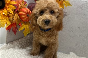 Max - Poodle, Miniature for sale