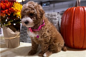Aleah - puppy for sale