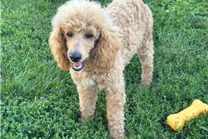 Grayson - Poodle, Miniature for sale