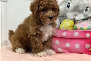 Larkin - Poodle, Miniature for sale