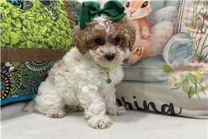 Lita - Poodle, Miniature for sale