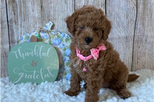 Maggie - puppy for sale