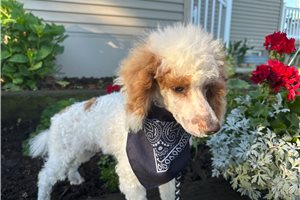 Bluie - puppy for sale