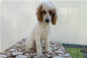 Logan - puppy for sale