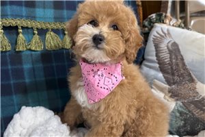 Lolly - Poodle, Miniature for sale
