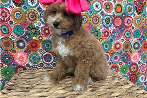 Lolly - Poodle, Miniature for sale