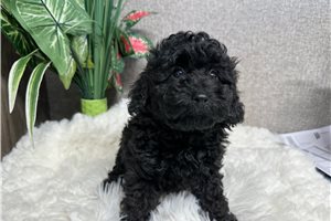Forrest - puppy for sale