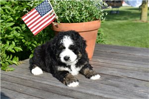 Belladonna - puppy for sale