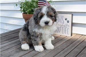 Beethoven - puppy for sale