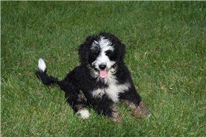 Belladonna - Bernedoodle for sale
