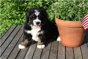 Beckett - Bernedoodle for sale