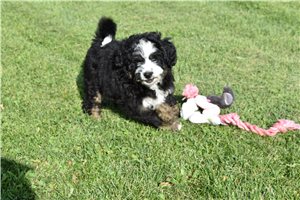 Belladonna - Bernedoodle for sale