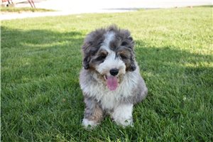 Beethoven - Bernedoodle for sale