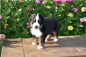 Garfield - puppy for sale