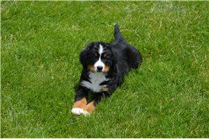 Brooke - Bernese Mountain Dog for sale
