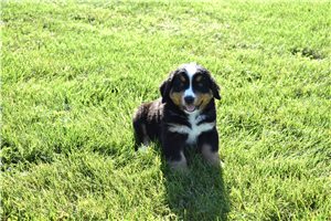 Manny - puppy for sale