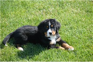 Beth - Bernese Mountain Dog for sale
