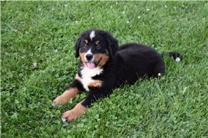 Cole - Bernese Mountain Dog, placed in South Bend / Michiana