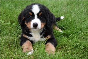 Cedric - puppy for sale