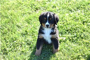 Maeve - Bernese Mountain Dog for sale