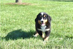 Magda - Bernese Mountain Dog for sale