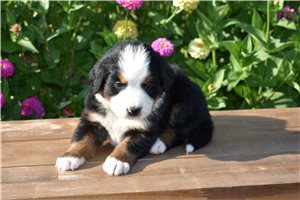 Garrett - puppy for sale