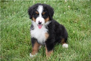 Giles - puppy for sale