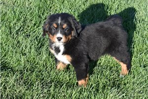 Jaime - puppy for sale