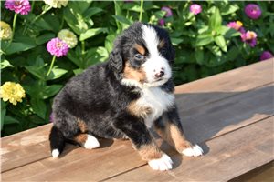 Grayson - puppy for sale