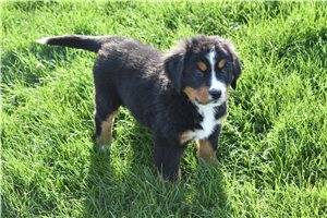 Jolene - Bernese Mountain Dog for sale