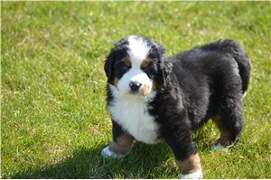 Bryant - Bernese Mountain Dog for sale