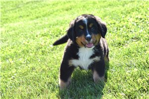 Manon - Bernese Mountain Dog for sale
