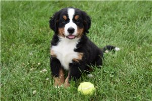 Cruz - Bernese Mountain Dog for sale