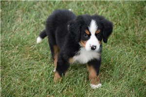 Gideon - puppy for sale