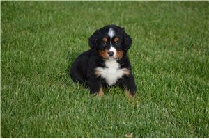 Benson - Bernese Mountain Dog for sale