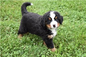 Callum - puppy for sale