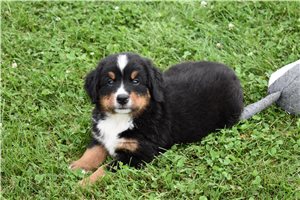 Cole - Bernese Mountain Dog for sale
